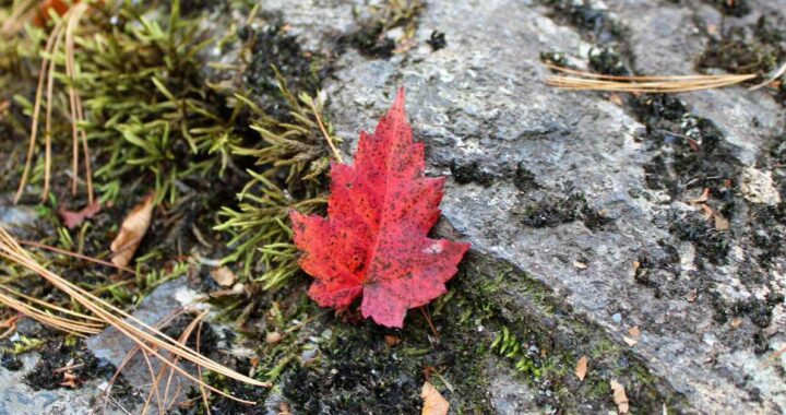 Hear Him. See Him. Red leaf on mossy rock